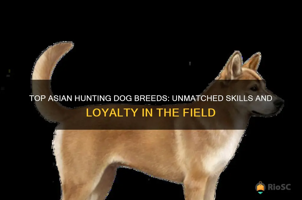 best asian hunting dog