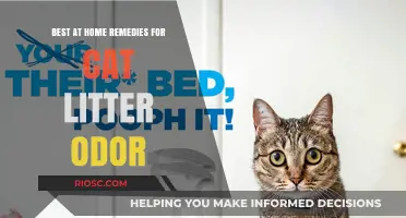 Effective and Natural At-Home Remedies to Eliminate Cat Litter Odor