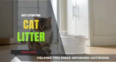 Top Picks for Attracting Cat Litter: Keep Your Feline Happy and Your Home Clean