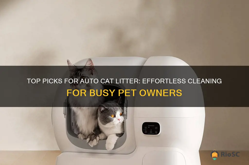 best auto cat litter