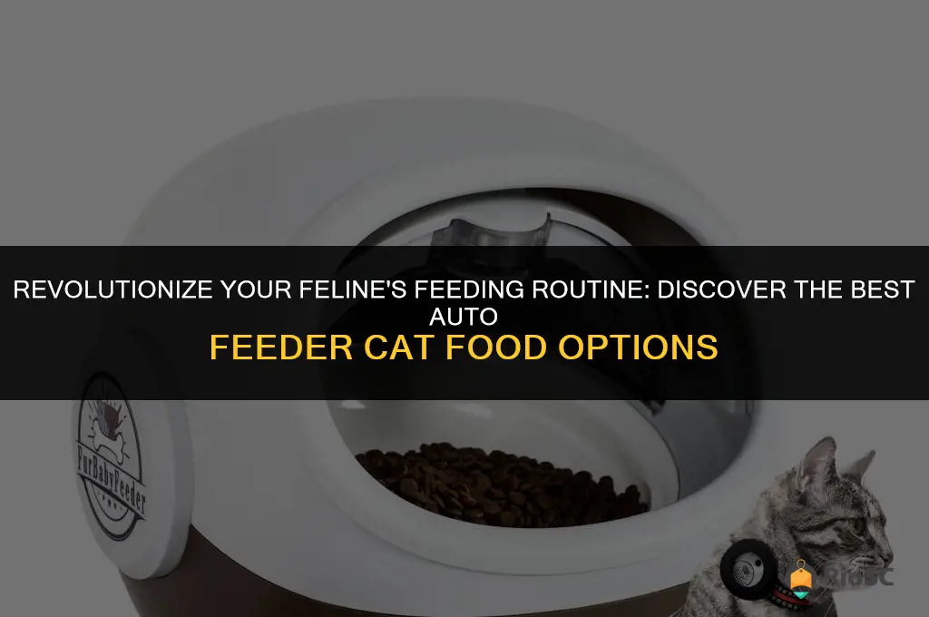 best auto feeder cat food