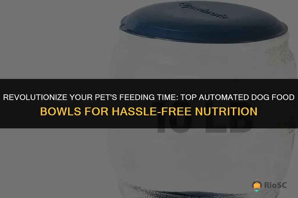 best automated dog food bowls