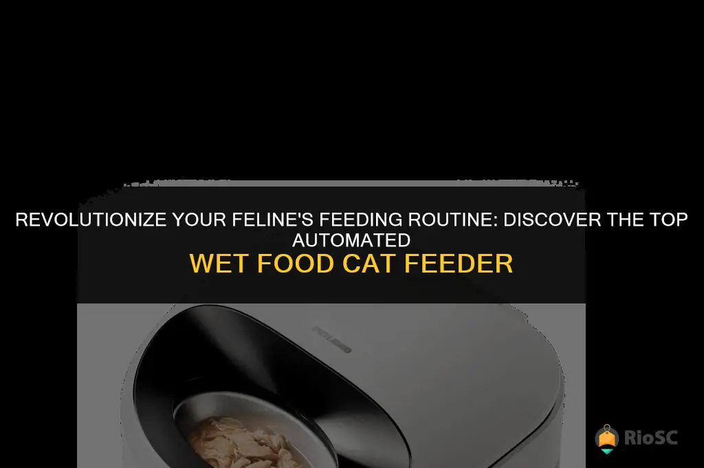 best automated wet food cat feeder