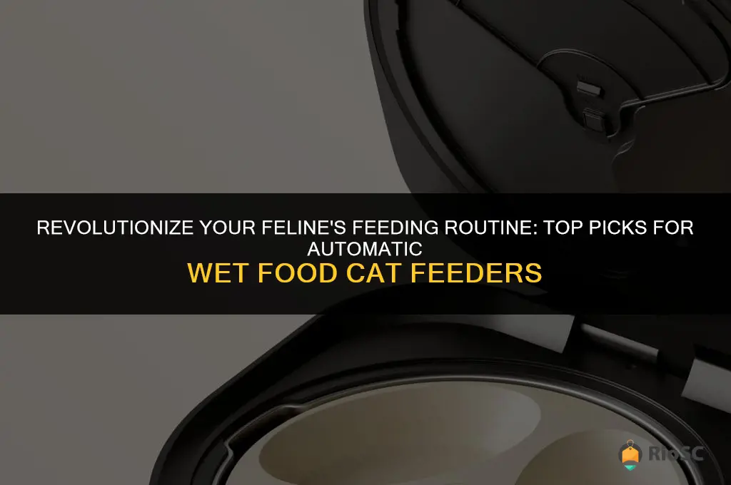 best automatic cat feeder wet food