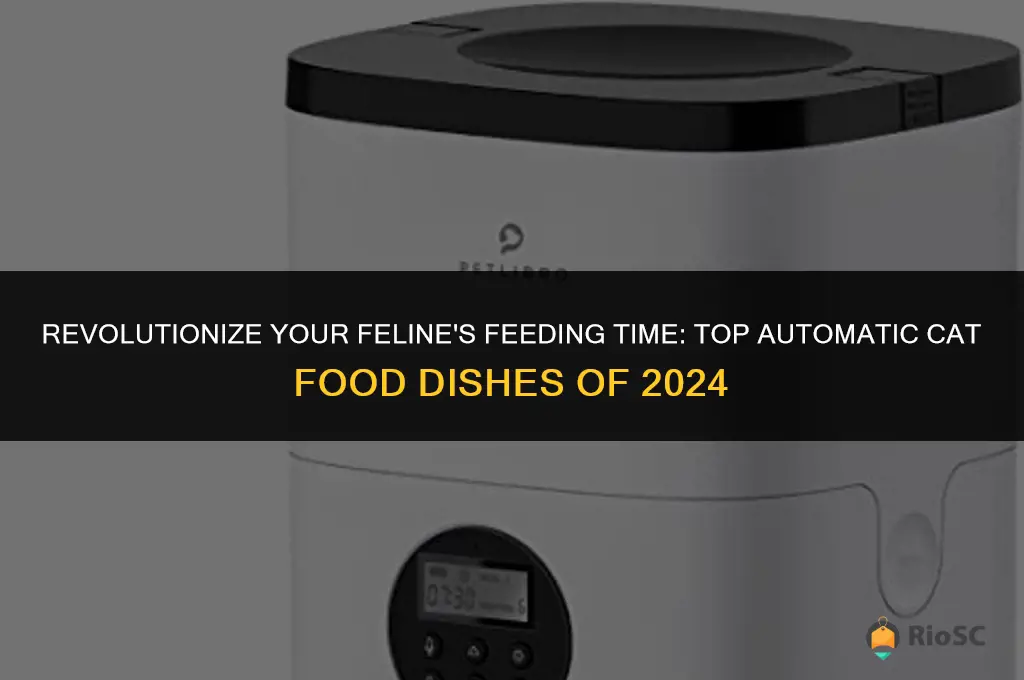 best automatic cat food dishes