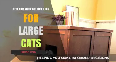 Top-Rated Automatic Cat Litter Boxes for Large Cats: Comfort and Convenience Combined