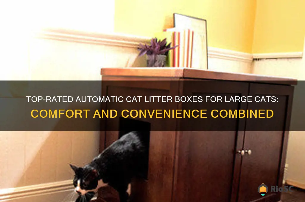 best automatic cat litter box for large cats