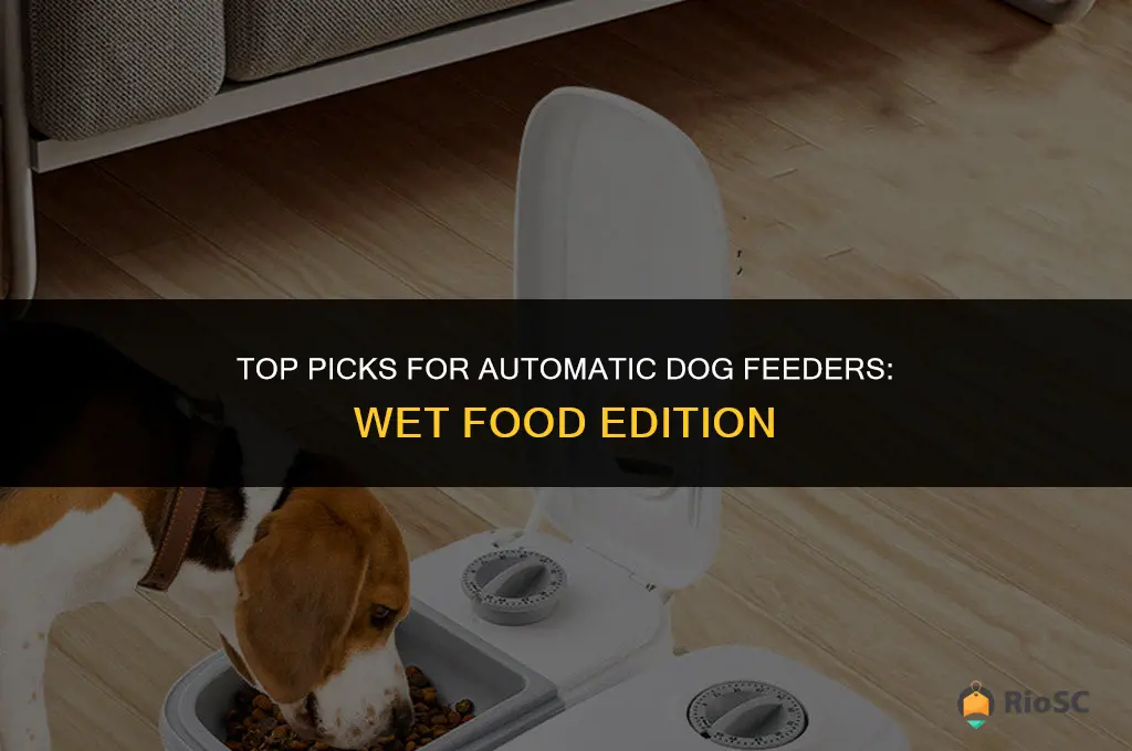 best automatic dog feeder for wet food