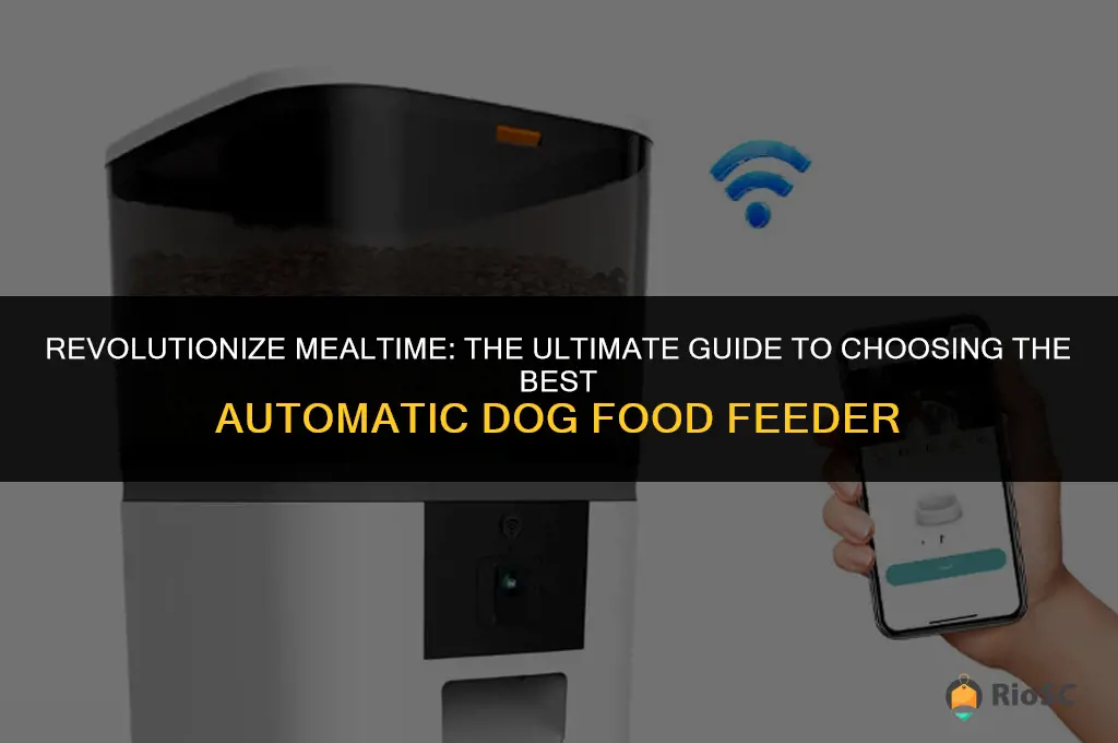 best automatic dog food feeder