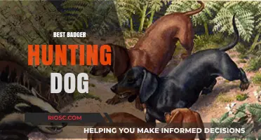 Top Traits of the Best Badger Hunting Dog: A Guide to Choosing the Perfect Companion