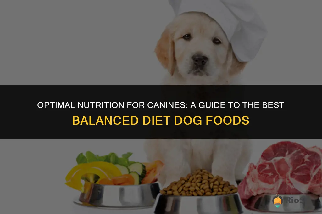 best balanced diet dog food