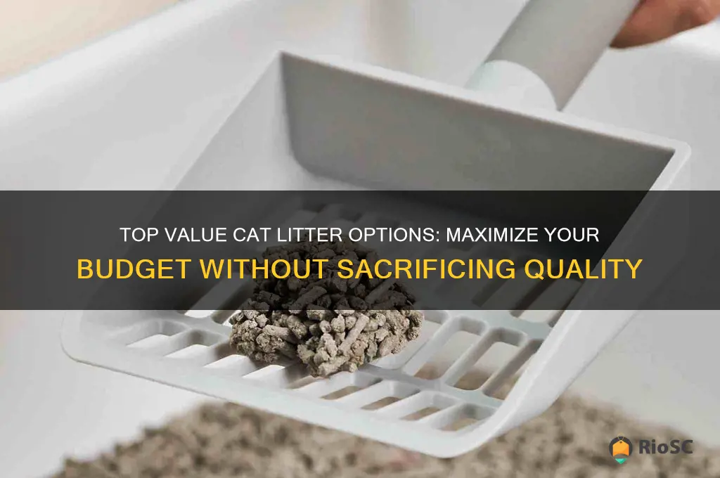 best bang buck cat litter