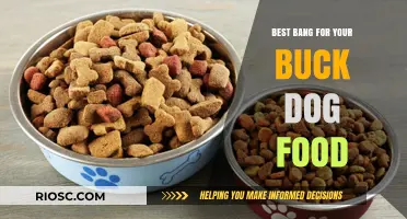 Top Affordable Dog Food Brands That Deliver Quality Nutrition Without Breaking the Bank