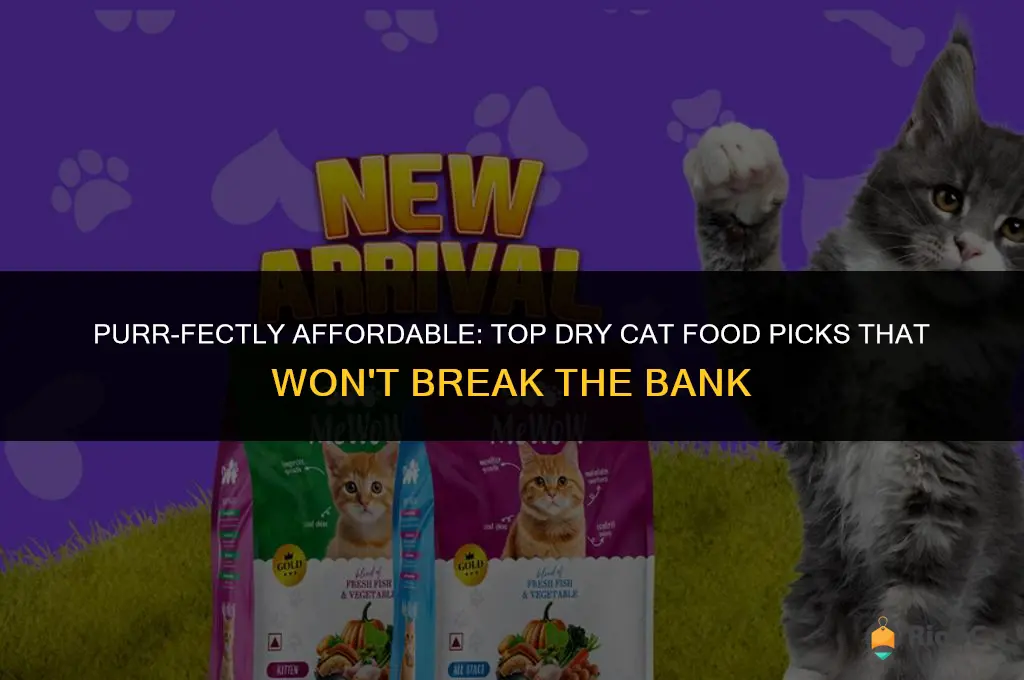 best bang for your buck dry cat food