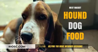 Top-Rated Nutrition for Your Basset Hound: A Comprehensive Guide to the Best Dog Food Options