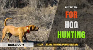 Top Bay Dog Breeds for Hog Hunting: Unmatched Tracking and Tenacity in the Field