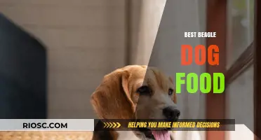 Top Picks for Your Beagle's Diet: The Best Dog Food Options