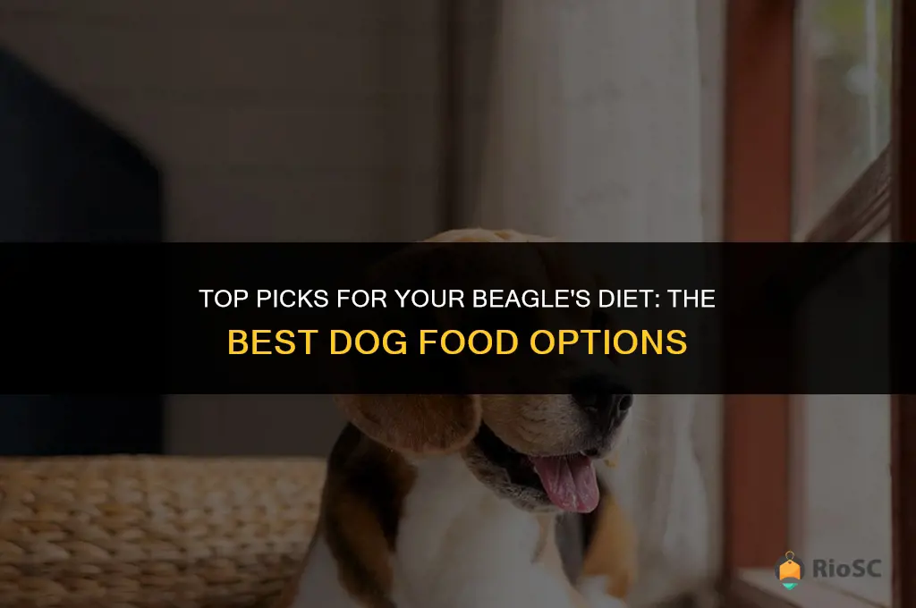 best beagle dog food