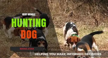Top Traits of the Best Beagle Hunting Dog: A Guide to Choosing Your Ideal Companion