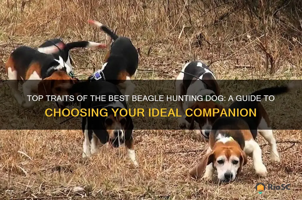 best beagle hunting dog