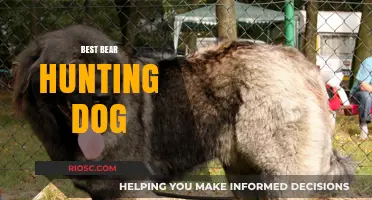 Top Traits and Breeds: Choosing the Best Bear Hunting Dog for Your Next Adventure