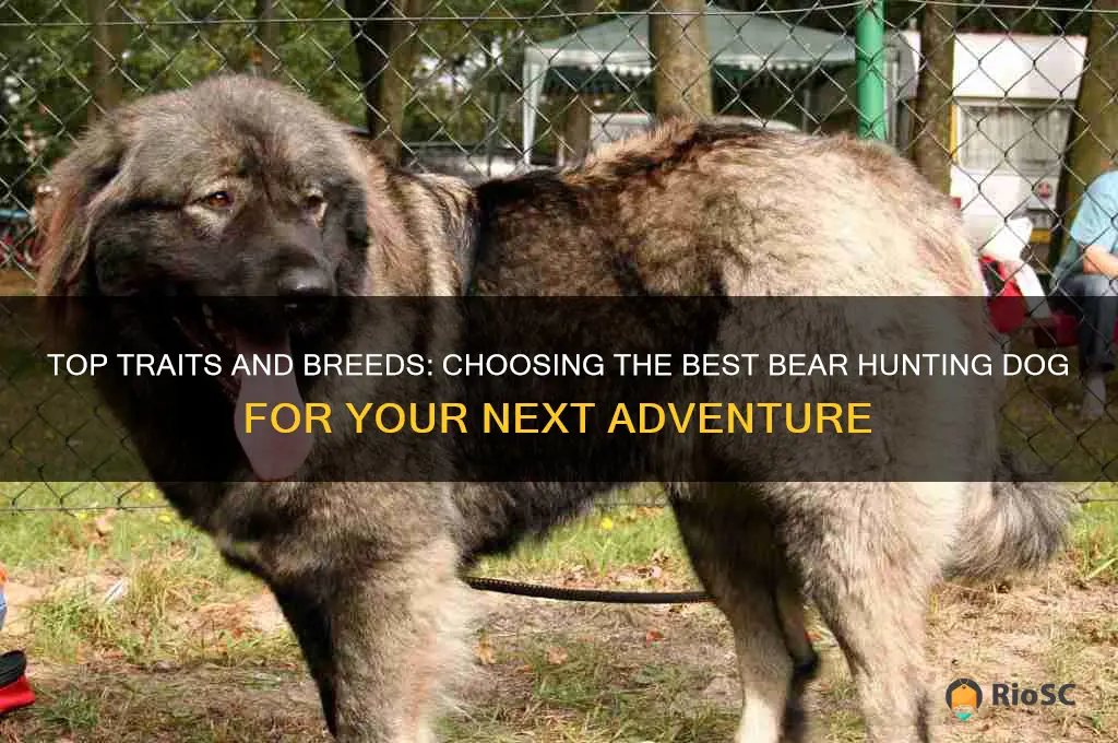 best bear hunting dog