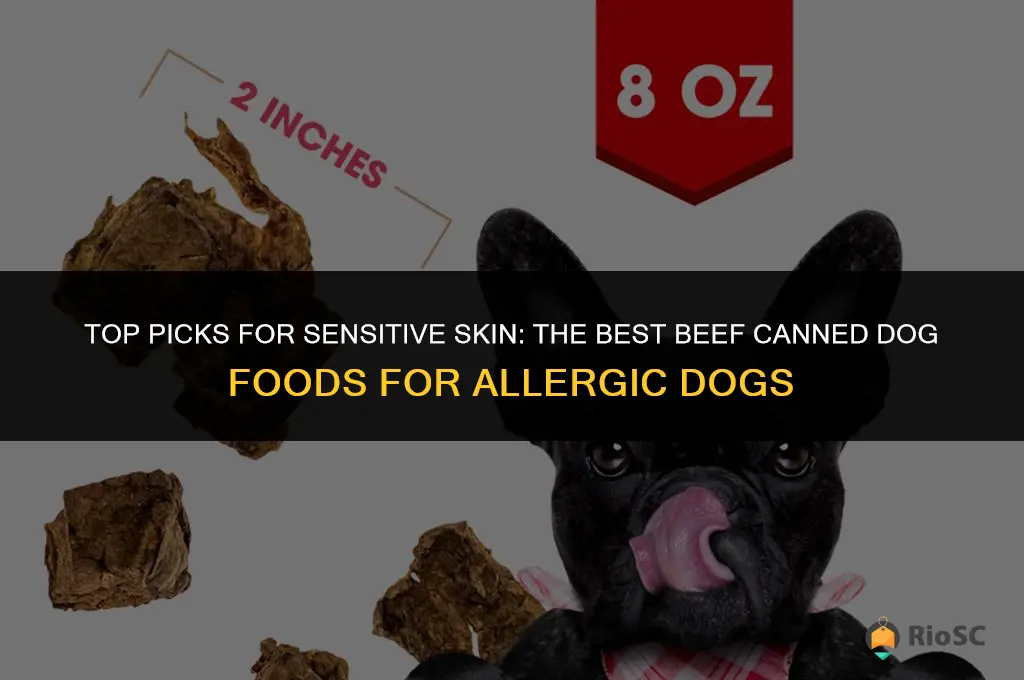 best beef canned dog food for dogs with skin allergies
