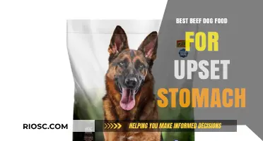 Soothing Solutions: Top Beef Dog Foods for Sensitive Stomachs