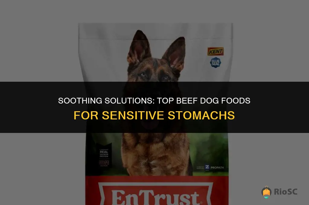 best beef dog food for upset stomach