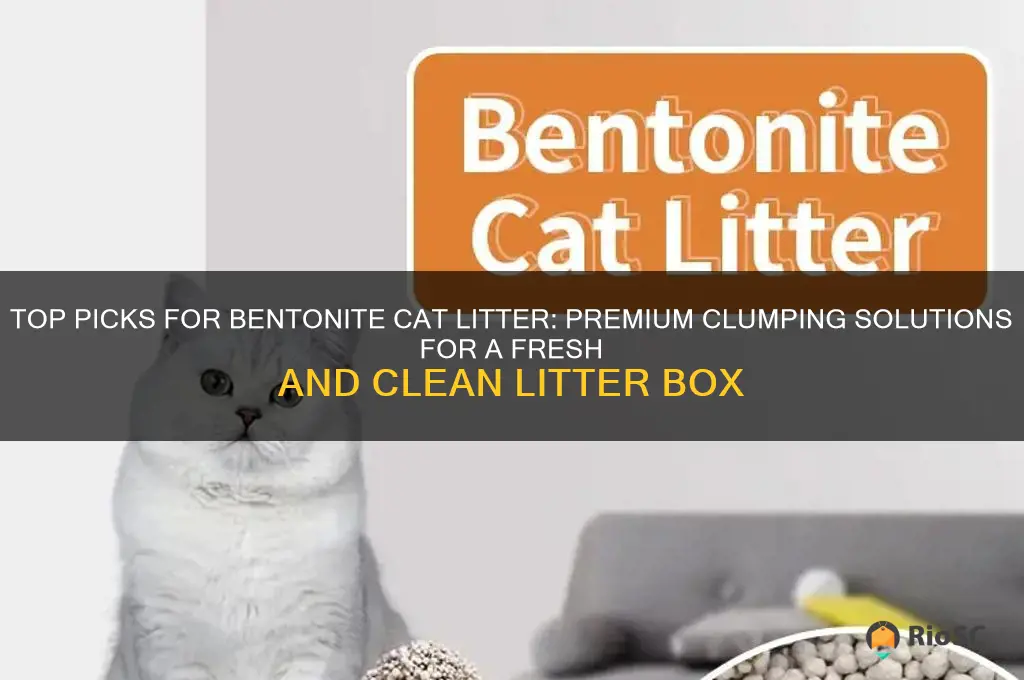 best bentonite cat litter
