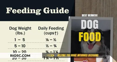 Top Nutrition Picks: The Best Food for Your Bernese Mountain Dog