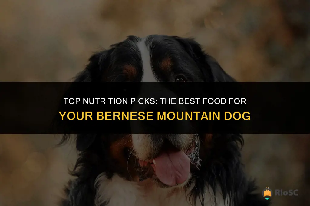 best bernese dog food