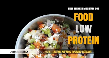 Nutritious Delights: Top Low-Protein Food Picks for Your Bernese Mountain Dog