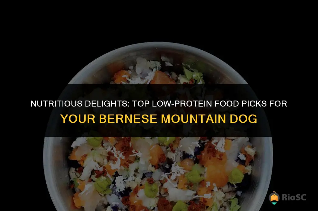 best bernese mountain dog food low protein