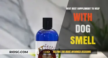Eliminate Dog Odor Naturally: The Top Supplement to Freshen Up Your Furry Friend