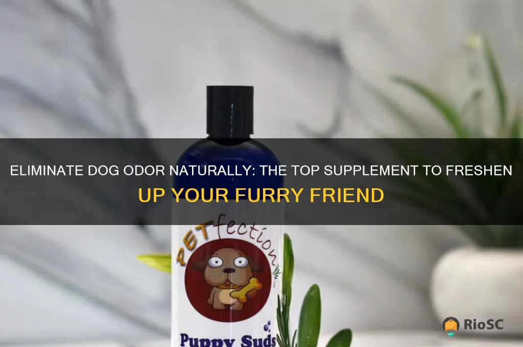 best best supplement to help with dog smell