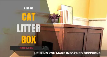 Top Picks for the Best Big Cat Litter Box: Spacious Solutions for Your Feline Friend
