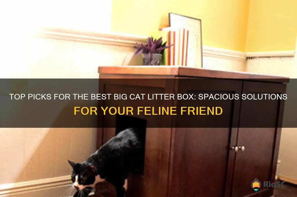 Top Picks For The Best Big Cat Litter Box: Spacious Solutions For Your ...