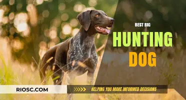 Top Breeds for Big Game Hunting: The Ultimate Guide to Choosing the Best Large Hunting Dog