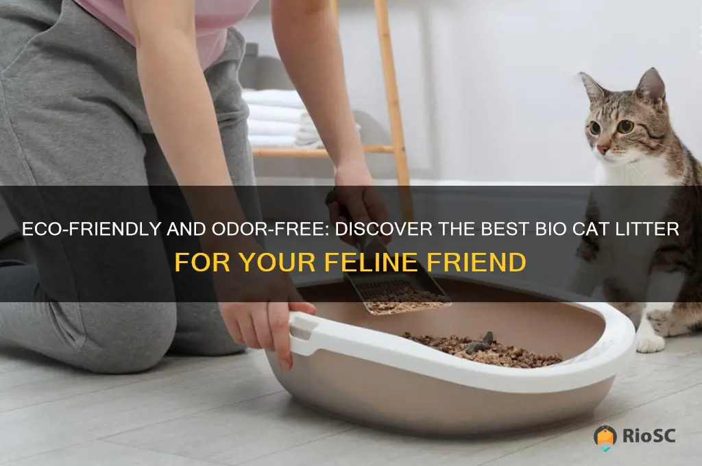 best bio cat litter