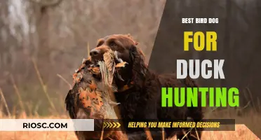 Top Bird Dog Breeds for Duck Hunting: Finding the Perfect Companion for Waterfowl Retrieval