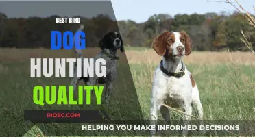 Top Qualities to Look for in the Best Bird Dog for Hunting Success