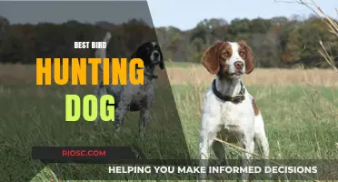 Top Traits and Breeds: Choosing the Best Bird Hunting Dog for Your Next Adventure