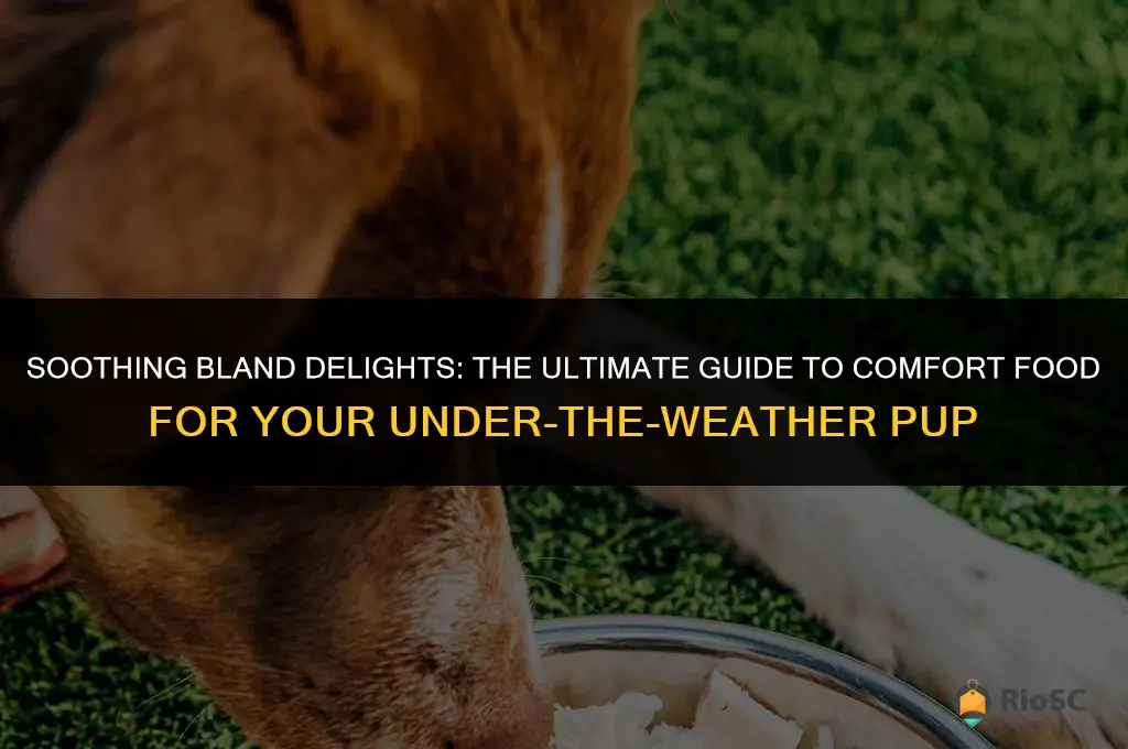 best bland food for sick dog