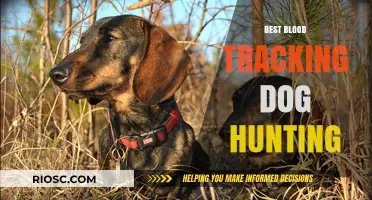 Top Blood Tracking Dog Breeds for Hunting: Enhancing Your Recovery Success