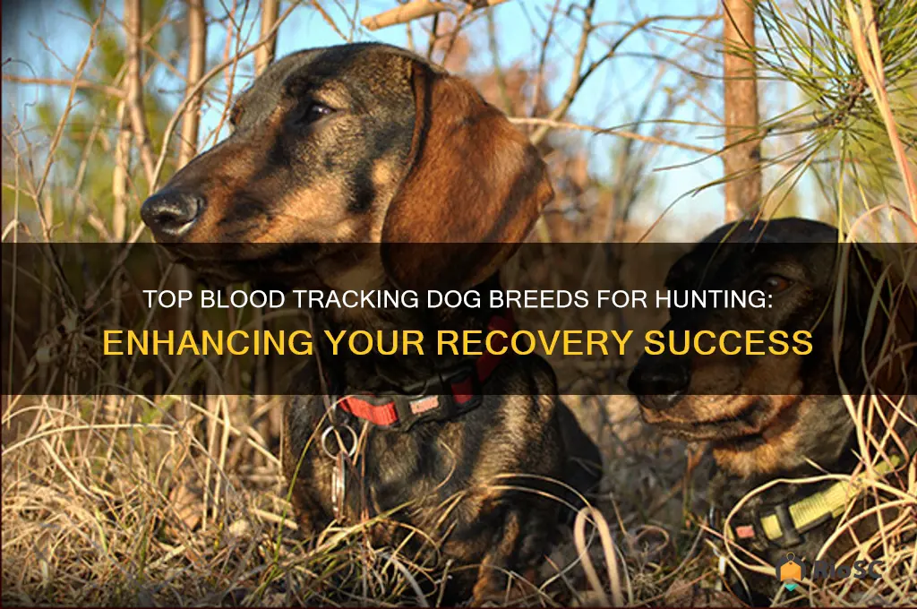 best blood tracking dog hunting