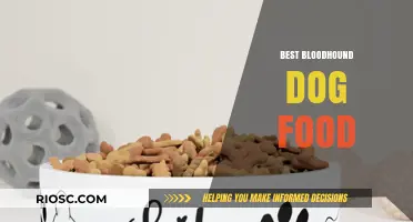 Top Nutrition Picks: Fueling Your Bloodhound for Optimal Health and Performance