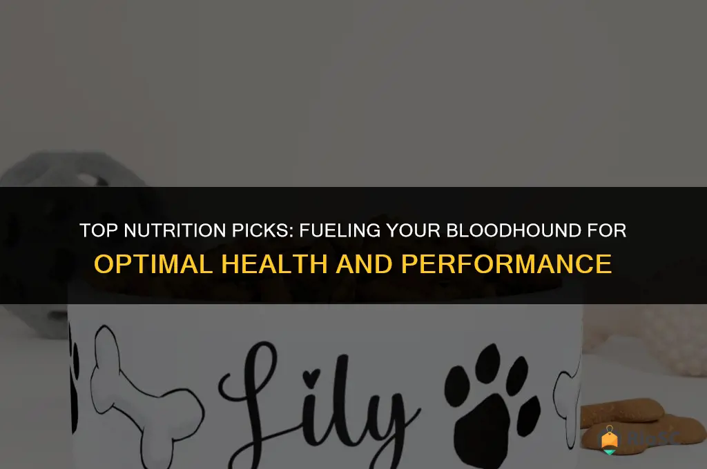 best bloodhound dog food