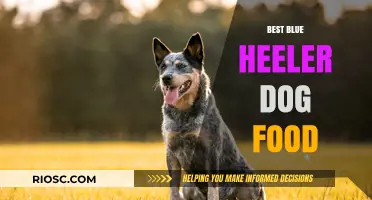 Top Nutrition Picks: Fueling Your Blue Heeler's Energy and Health