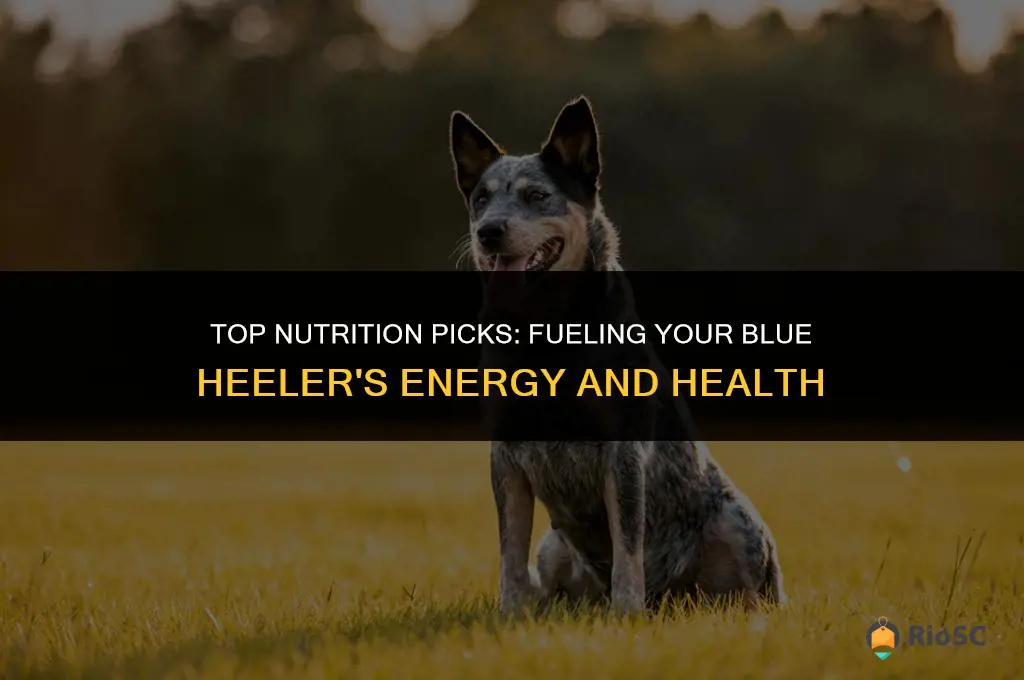 best blue heeler dog food